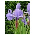 Iris kaempferi 'Ideal'