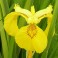 Iris pseudacorus variegata