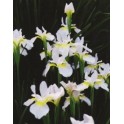Iris siberica 'Snow Queen'