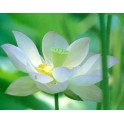 Lotus : Nelumbo blanc (Blanc pur)