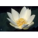 Lotus : Nelumbo luteum (Blanc/jaune simple)