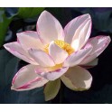 Lotus : Nelumbo nucifera 'Empress' (Bicolor blanc liseré rouge)