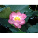 Lotus : Nelumbo nucifera (Rose simple)