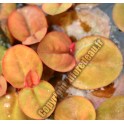 Phyllanthus fluitans (lentille rouge)