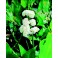Sagittaria japonica flore plena